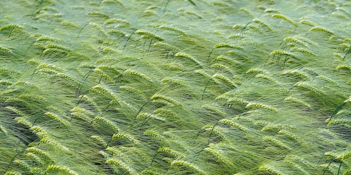 Jaroslava Šaková: So Salingerom nikto nie je sám