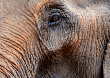 Michal Hlatký: Oko slona