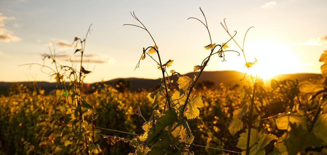 Štefan Šimko: Luciin stolček