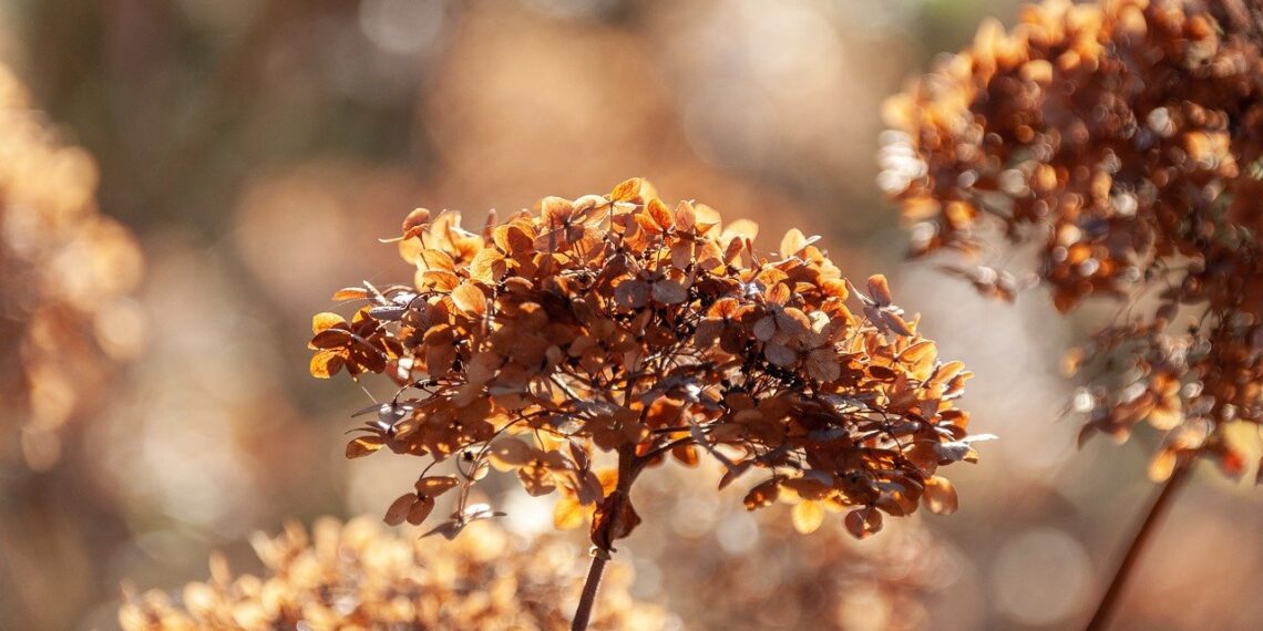 Joe Palaščák: SVETLO IV.