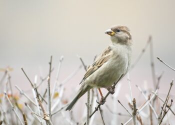Tomáš Repčiak: Ako škovránok haviarov nakŕmil