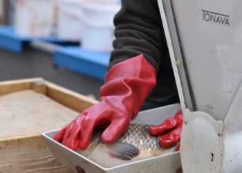 Ján Mičuch: Tomáš XX. – Gabika