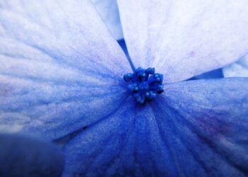 Jaroslava Šaková: Večná samota pani Dallowayovej