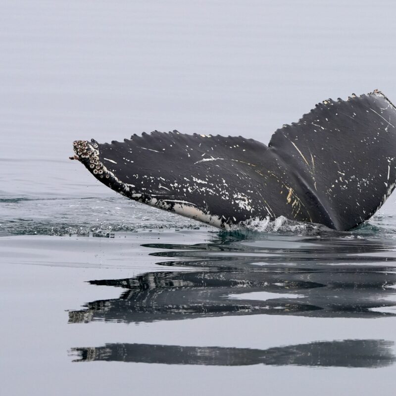 makabera-whale-8274339