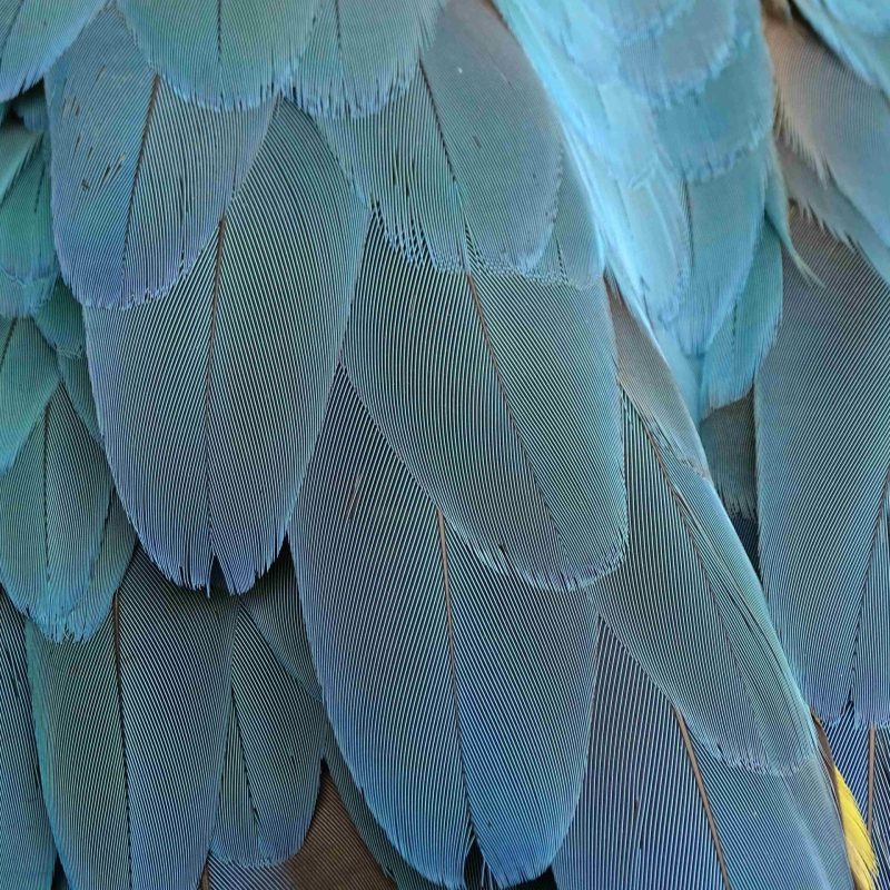 manfredrichter-feathers-1952382